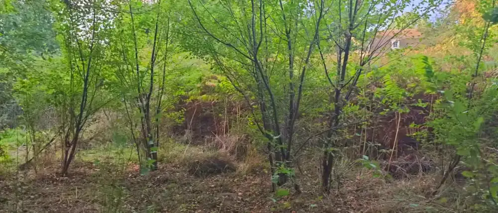 Avant le chantier : ronces, fougères et jeunes arbres mêlés sous le couvert, à Durtal
