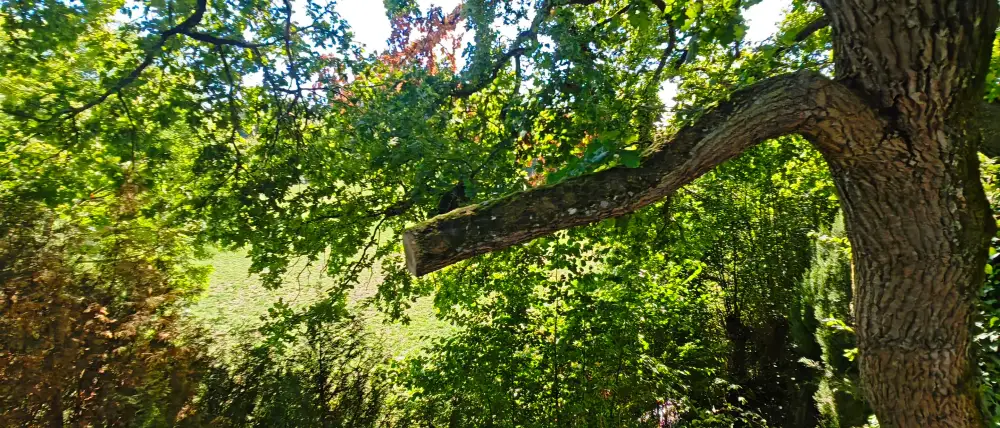 Une charpentière de chêne rompue, en suspens au-dessus d'un jardin à Luceau