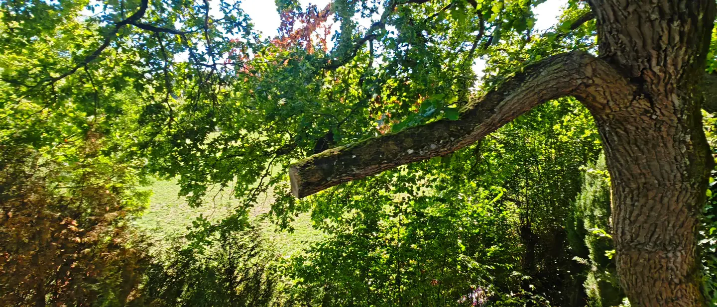 Une charpentière de chêne rompue, en suspens au-dessus d'un jardin à Luceau