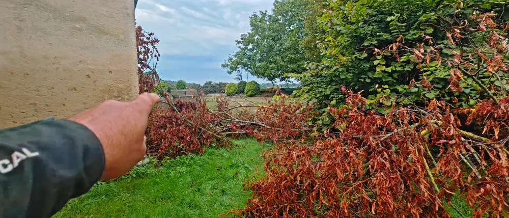 Les branches cassées en juillet, encore au sol au pied de la maison