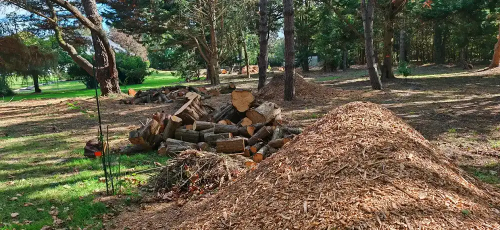 Les copeaux, en sous-bois du parc