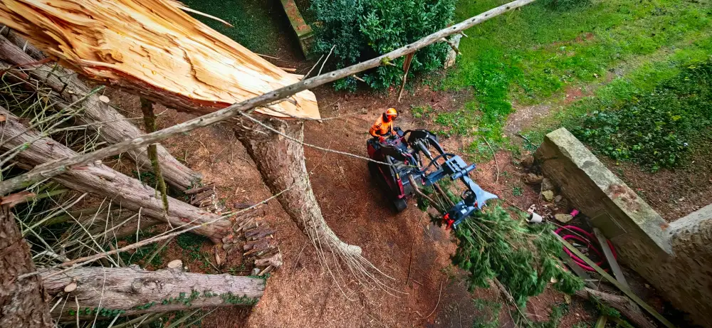 Depuis la nacelle : un cupressus fendu, et le Dingo qui dégage les branches au pied