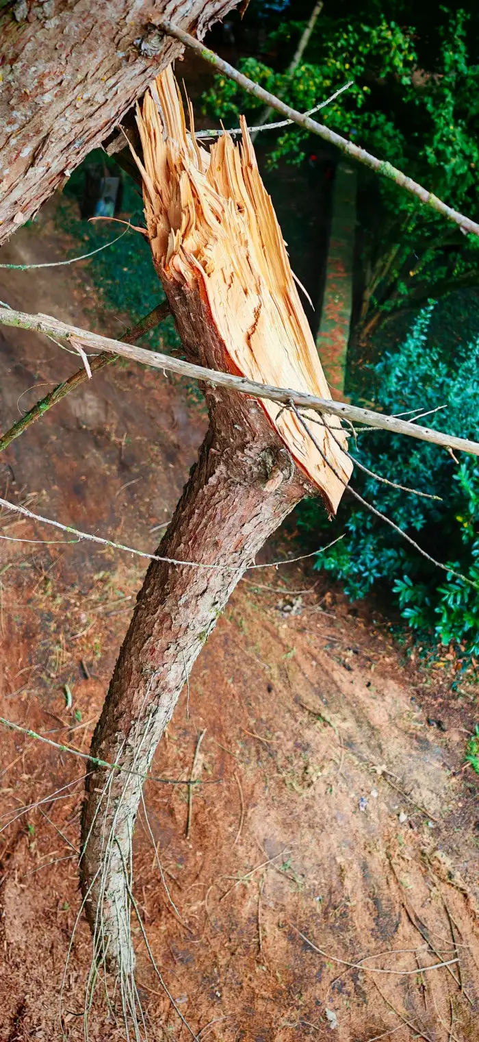 Un tronc de cupressus fendu par le vent, vu depuis le panier de la nacelle