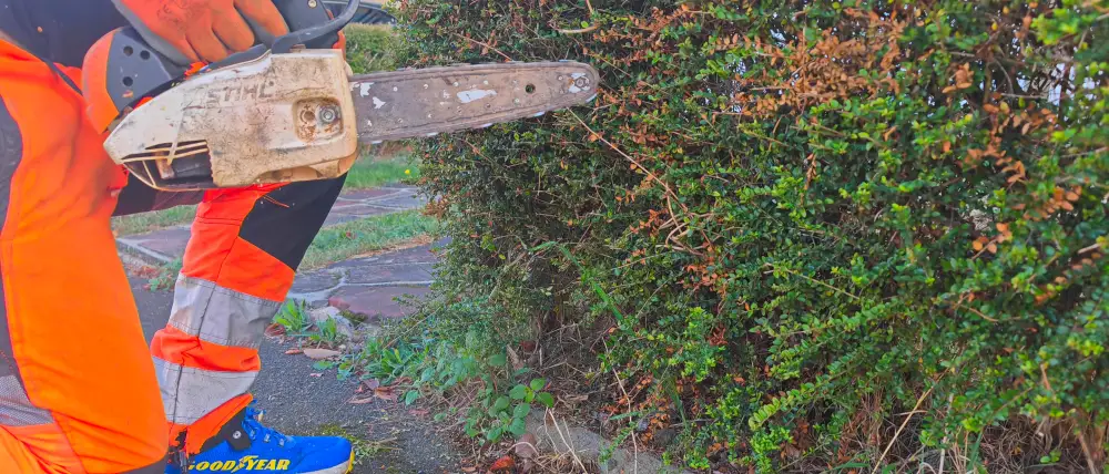 La tronçonneuse au pied de la haie basse, côté trottoir