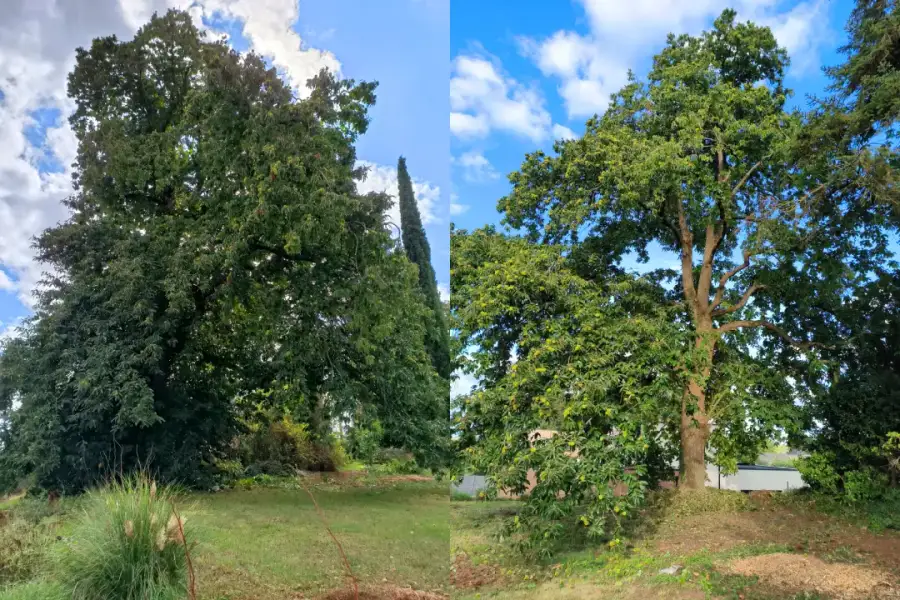 Mise en sécurité et nettoyage sanitaire d'un châtaignier centenaire candidat au label Arbre remarquable, en taille en vert