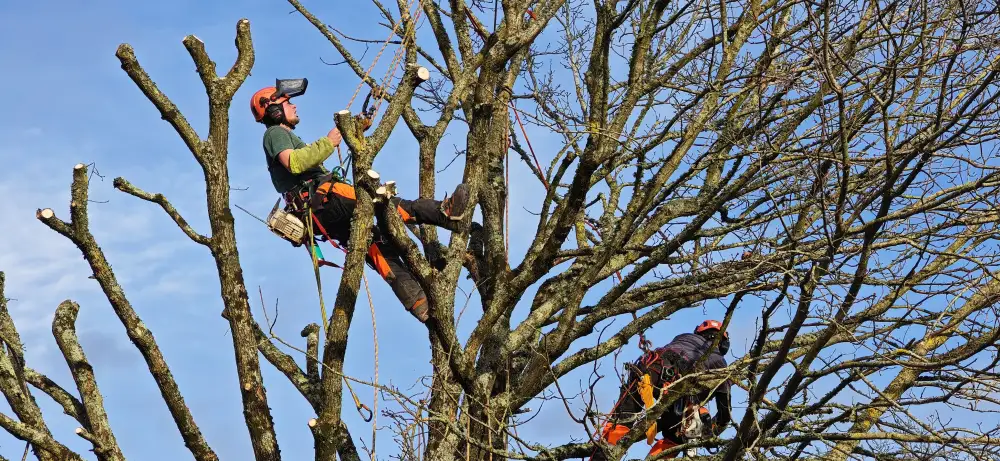 Le chêne d'Étival-lès-le-Mans, démonté en grimpe au-dessus de la clôture et de l'abri du voisin