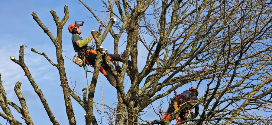 Démontage par rétention d'un chêne au-dessus de la clôture du voisin et d'un abri, sans nacelle (réseau d'épandage enterré)