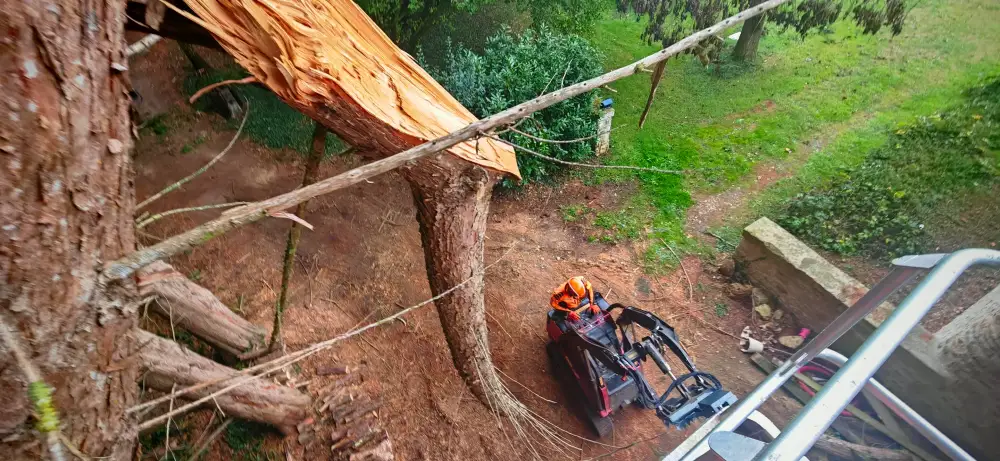 Vue depuis la nacelle : un cupressus cassé par le vent et ses branches au sol, après un coup de vent en Sarthe