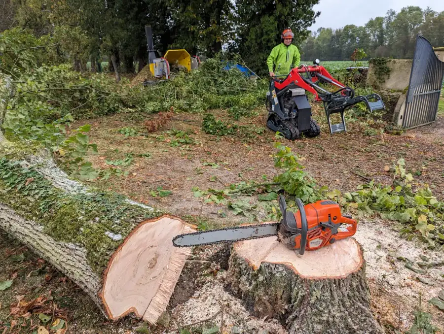 Abattage d'un grisard (arbre mort) sur charnière directionnelle près d'une habitation, élagage d'un tilleul, billonnage, broyage et rognage