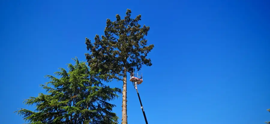Nacelle 20 mètres à la cime d'un douglas