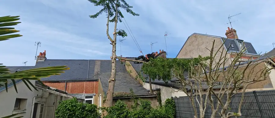 Élagueur en rétention au-dessus des toits, démontage d'un ginkgo en centre-ville