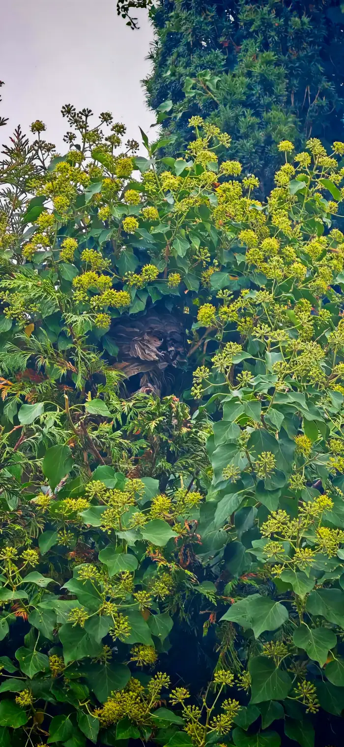 Le lierre en fleur dans la haie, là où les abeilles butinaient