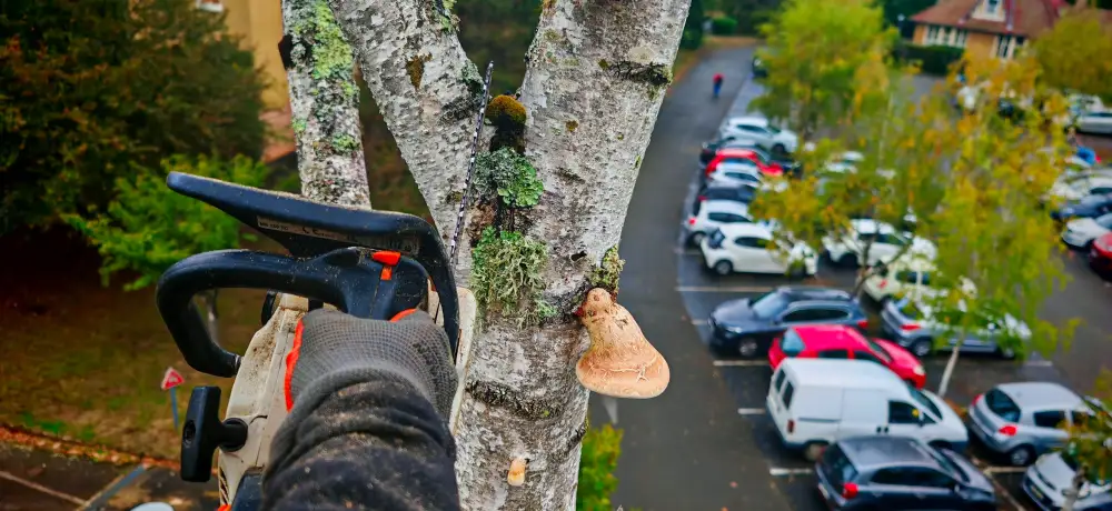 Le parking vu depuis le bouleau, un polypore sur le tronc
