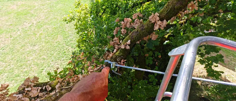 Vue depuis le panier de la nacelle : la corde nouée sur la branche, le champ en contrebas