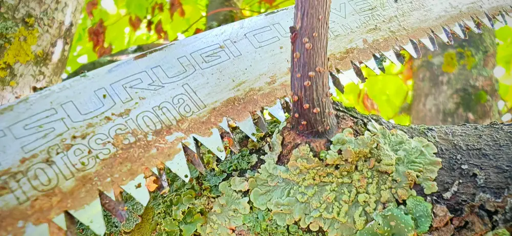 La scie à main sur une ancienne coupe, au milieu des lichens