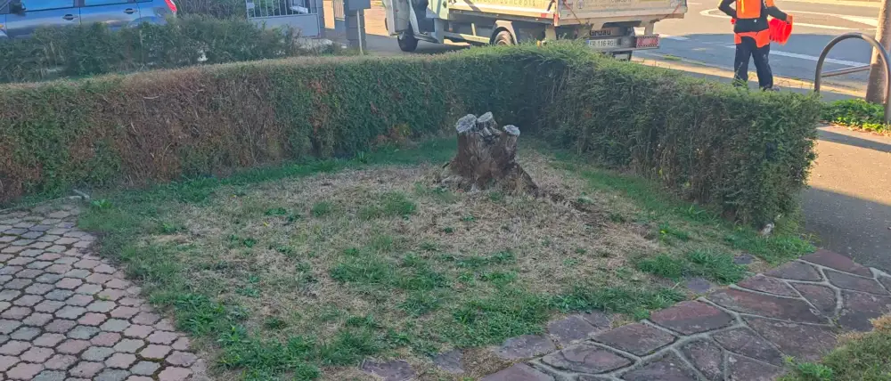 La souche de l'ancien abattage, au milieu du jardin de devant