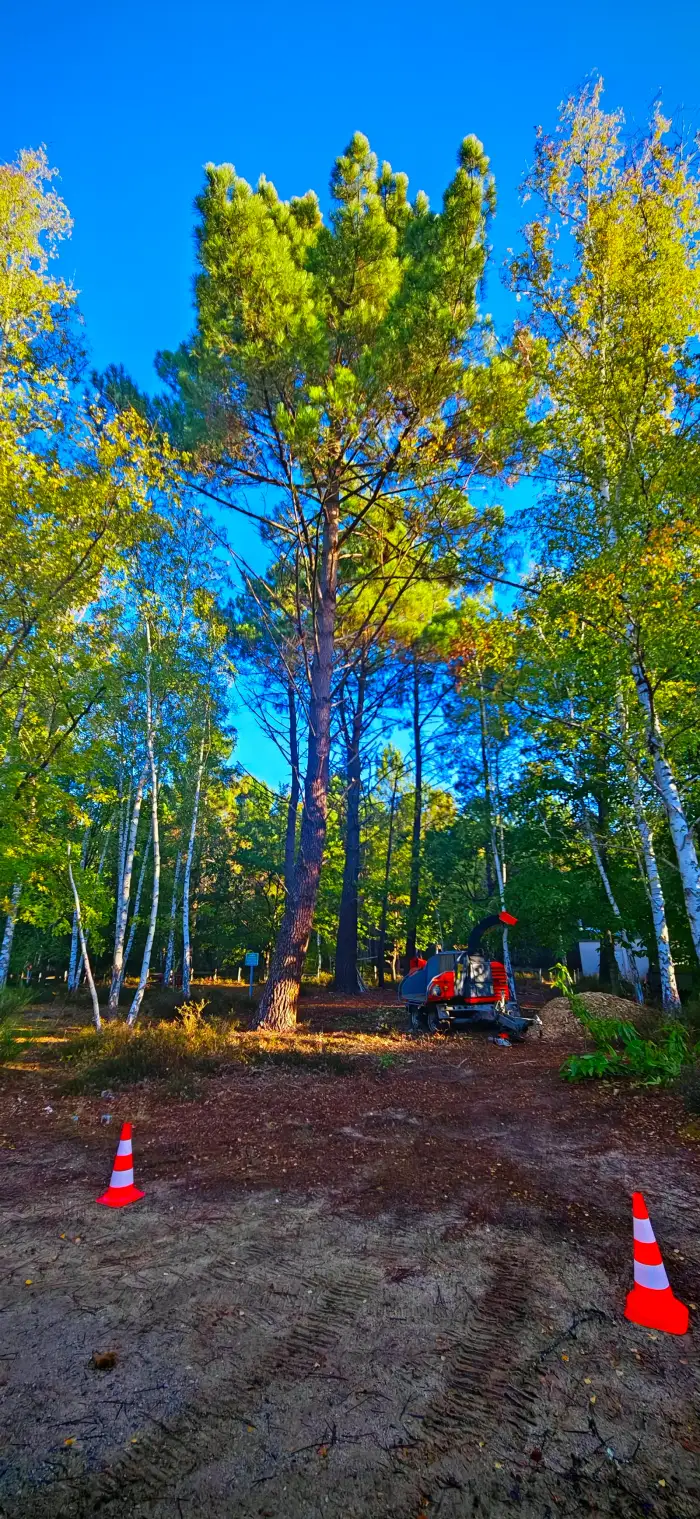 Le sous-bois de promenade après le chantier, pins nettoyés et sol dégagé, à Parigné-l'Évêque