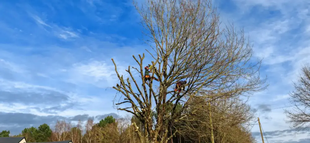 La taille en cœur de houppier, en grimpe