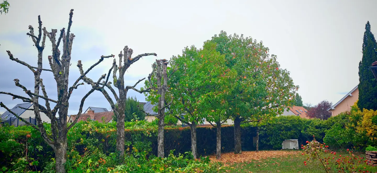 Des arbres taillés en têtes de chat au-dessus d'une haie resserrée, dans une propriété de Fillé-sur-Sarthe