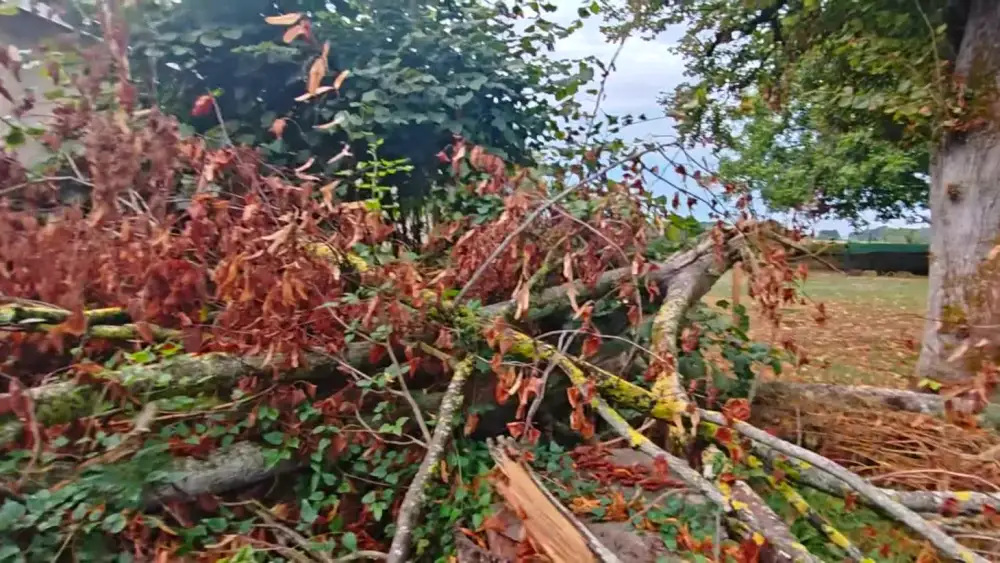 Sur un chantier de casse-tempête : ce que vous pouvez ramasser, et à partir de quand il faut un élagueur