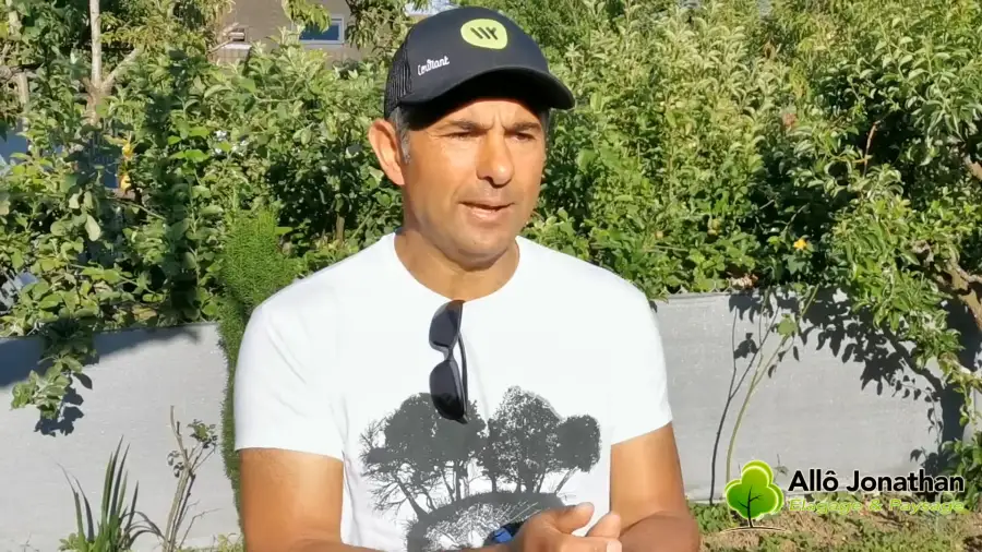 Deux élagueurs au travail dans le houppier d'un grand arbre : la taille en action