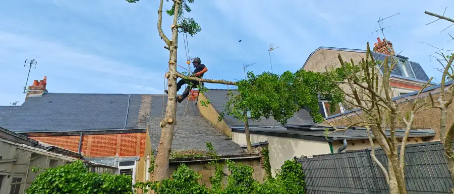 Un élagueur au travail au-dessus des toits d'ardoise, entre les maisons, en centre-ville du Mans