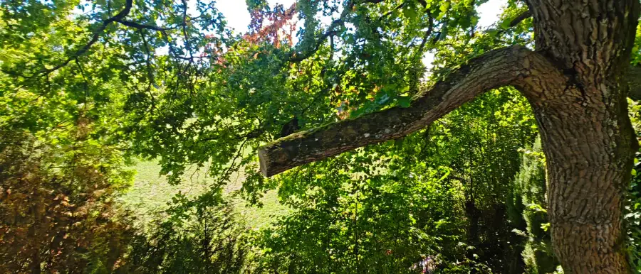 Chêne à la charpentière rompue sécurisé à la nacelle, quatre tilleuls en tête de chat, haie de sapins abattue et rognée, haies rabattues