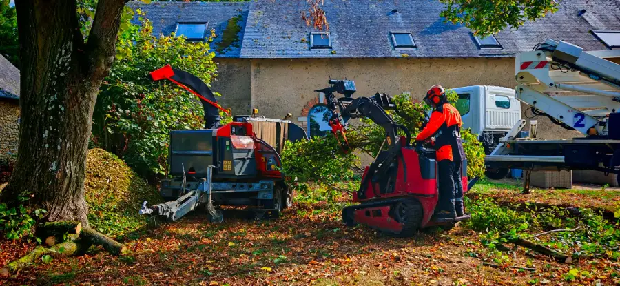 Sécurisation après coup de vent : tilleul ayant perdu la moitié de sa couronne rééquilibré, cupressus cassés au-dessus d'une allée, catalpa, en une seule venue choisie pour la santé des arbres
