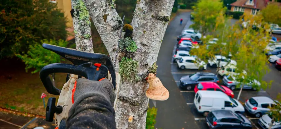 Centre de soins resté ouvert, en forêt : bouleaux abîmés au-dessus du parking, deux bouleaux morts de plus de 20 m au-dessus de l'entrée démontés à la nacelle, pins de plus de 20 m nettoyés du bois mort le long des allées ; 3 démontages, 4 petits abattages, 13 au 15 octobre, bois récupéré pour être donné